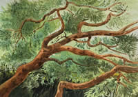 Scotch Pine - by Janet Hobbs